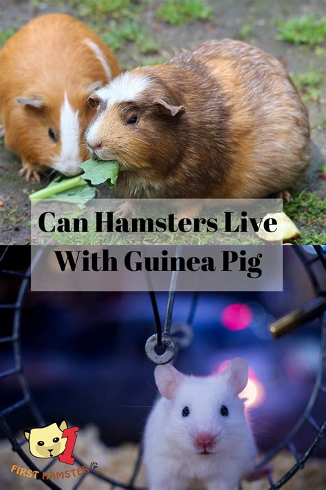 What annoys hamsters?