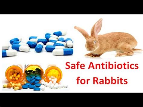 What antibiotics Cannot be used in rabbits?