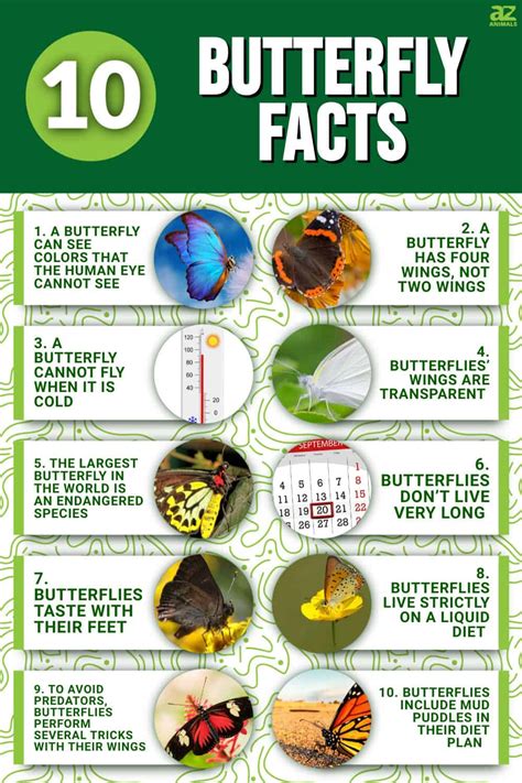 What are 10 facts about butterfly?