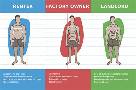 What are 3 body types?