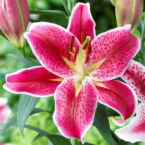 What are 3 facts about lilies?