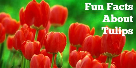 What are 3 facts about tulips?