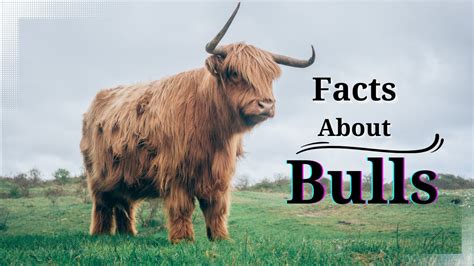 What are 3 fun facts about bull?