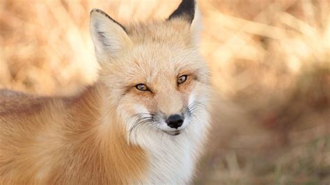 What are 3 interesting facts about foxes?