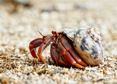 What are 3 interesting facts about hermit crabs?