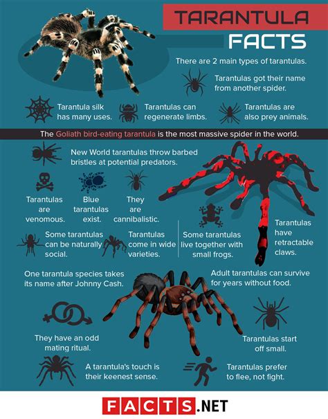 What are 3 interesting facts about tarantulas?