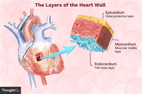 What are 3 layers of the heart?