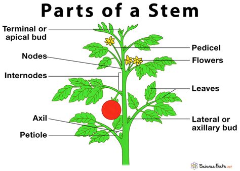 What are 3 main functions of a stem?