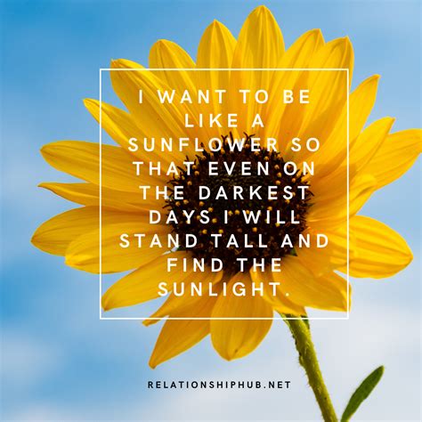 What are 3 quotes about sunflowers?