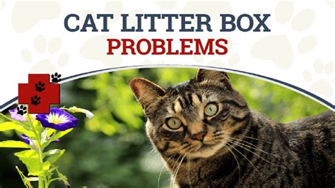 What are 3 reasons a cat won't use its litterbox?