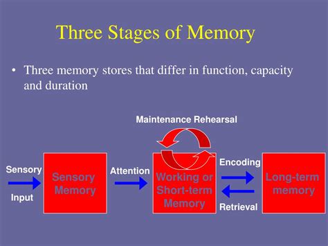 What are 3 stages of memory?