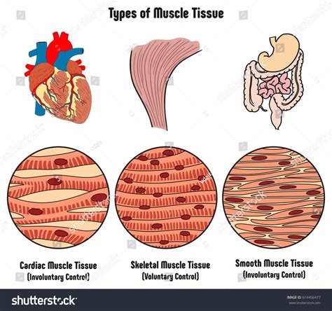 What are 3 voluntary muscles?
