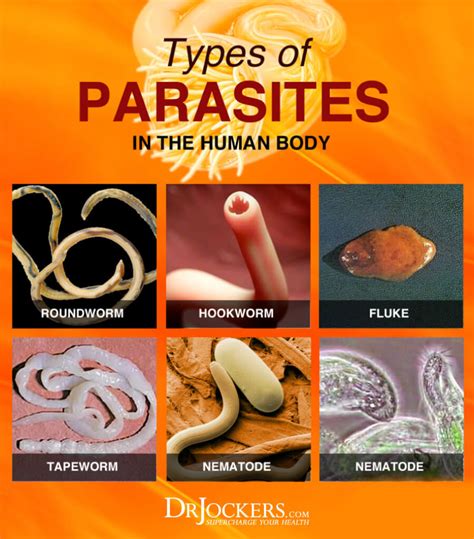 What are 4 common parasites?