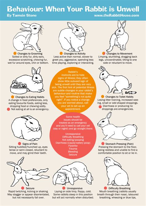 What are 4 signs of pain in rabbits?