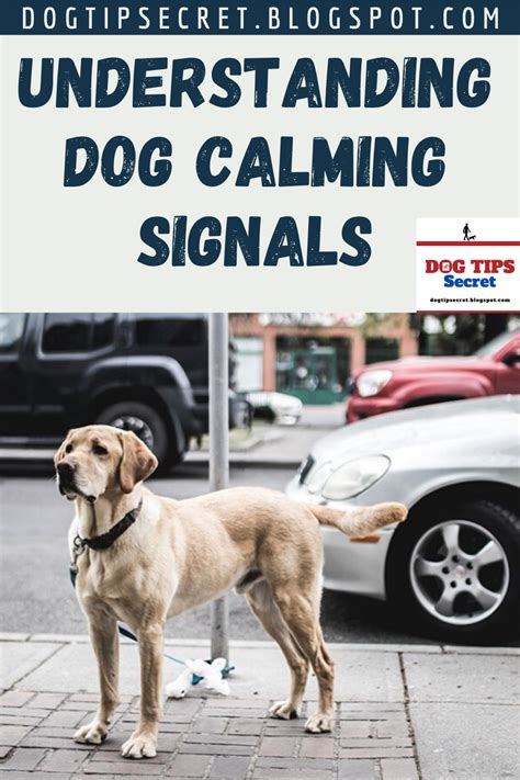What are 5 calming signals in dogs?
