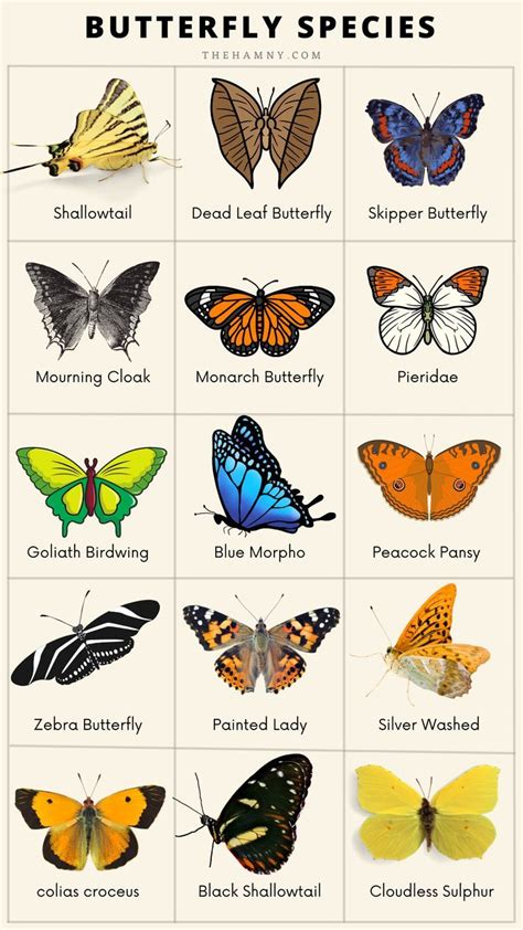 What are 5 characteristics of a butterfly?