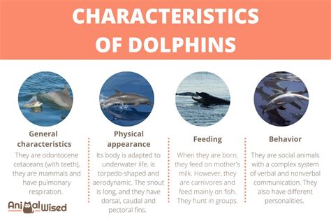 What are 5 characteristics of a dolphin?