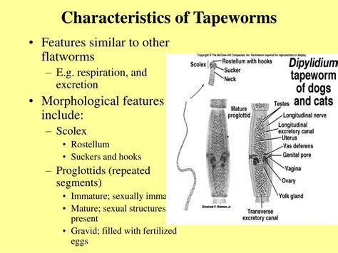 What are 5 characteristics of tapeworm?