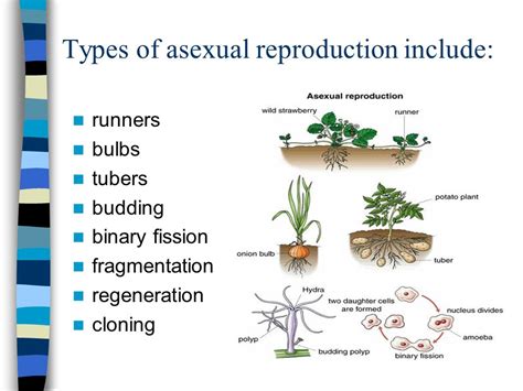What are 5 examples of asexual reproduction?