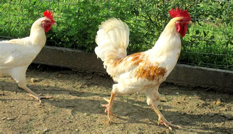 What are 5 herbs your chickens will love?