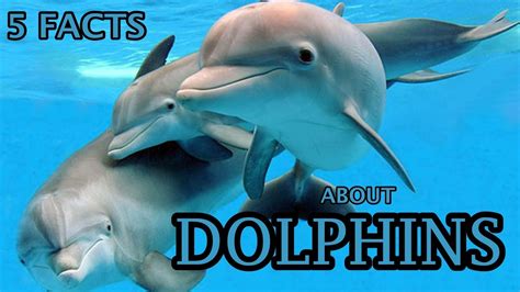 What are 5 interesting facts about dolphins?