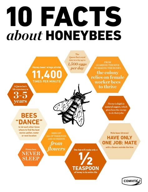 What are 5 interesting facts about honey bees?