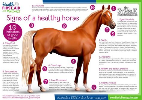 What are 5 signs of a healthy horse?