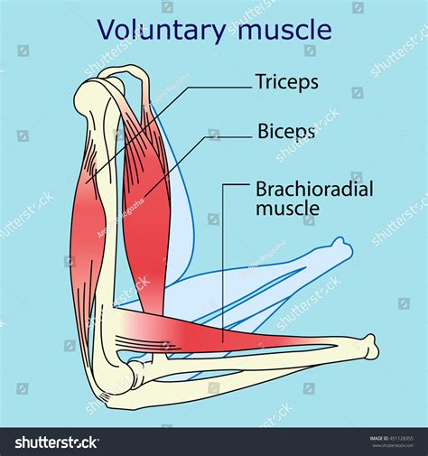 What are 5 voluntary muscles?