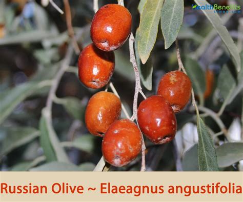 What are Russian olives good for?
