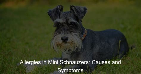 What are Schnauzers allergic to?