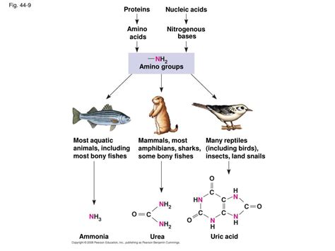 What are ammonia animals?