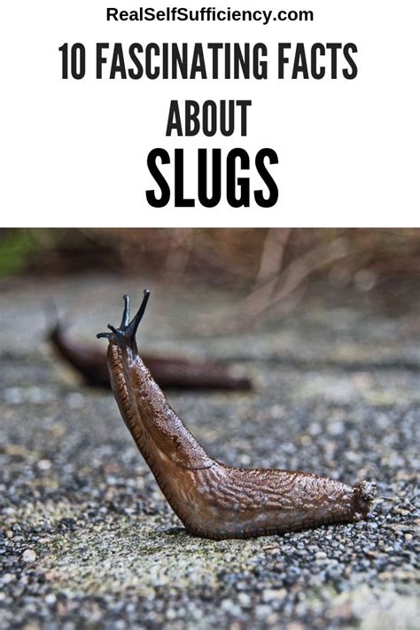 What are bad facts about slugs?