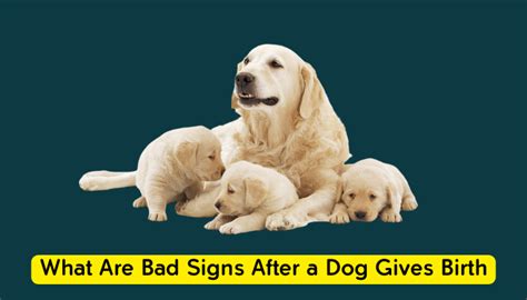 What are bad signs after a dog gives birth?