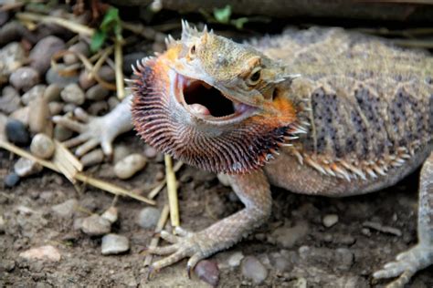 What are bad things about bearded dragons?