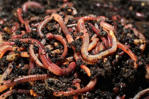 What are big red worms?