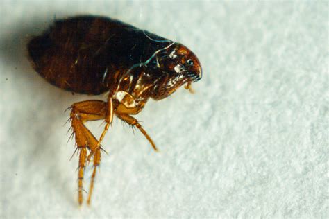 What are black fleas?