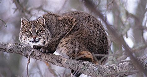 What are bobcats afraid of?