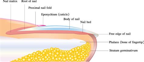 What are body nails made of?