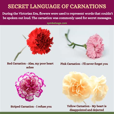 What are carnations a symbol of?