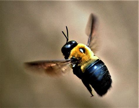What are carpenter bees afraid of?