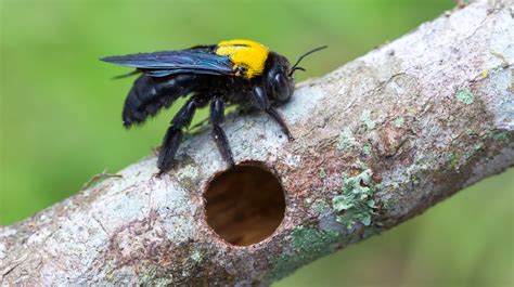 What are carpenter bees most attracted to?