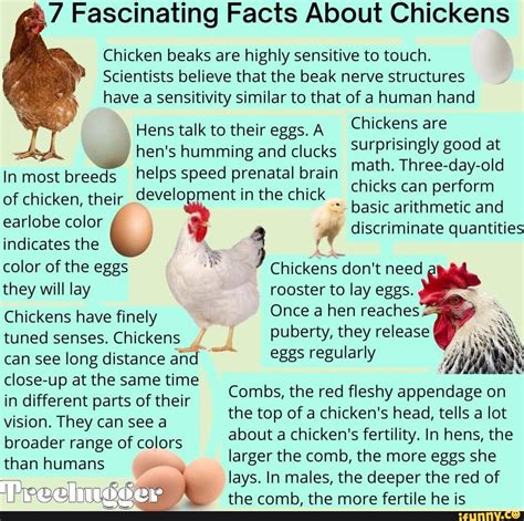 What are chickens sensitive to?
