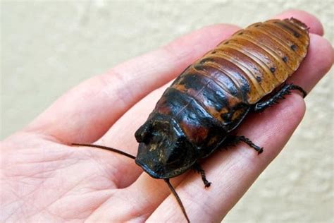 What are cockroaches biggest predator?