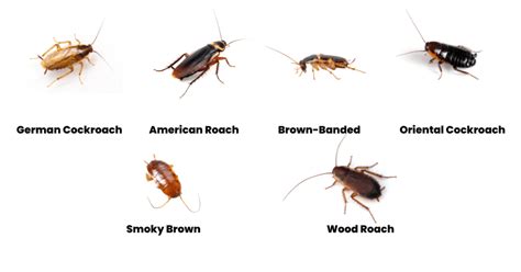What are cockroaches weak to?
