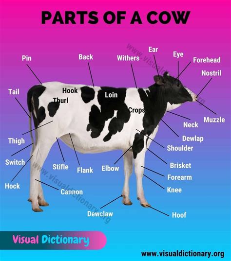 What are cows sensitive to?