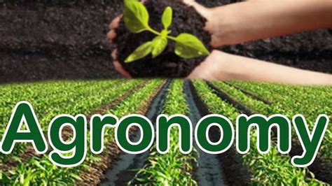 What are crop agronomic traits?