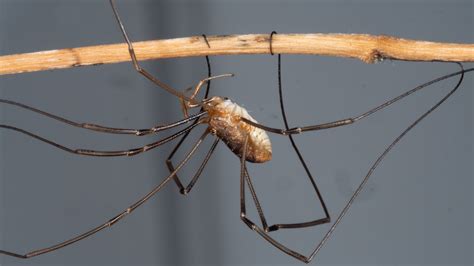 What are daddy long legs a symbol of?