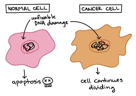 What are dead cancer cells called?