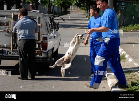 What are dog catchers called?