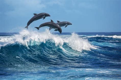What are dolphins attracted to?
